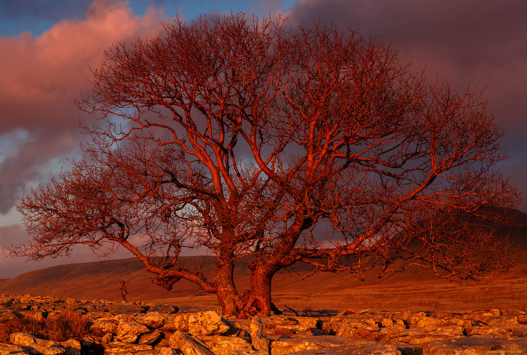 , , , , sunset, tree